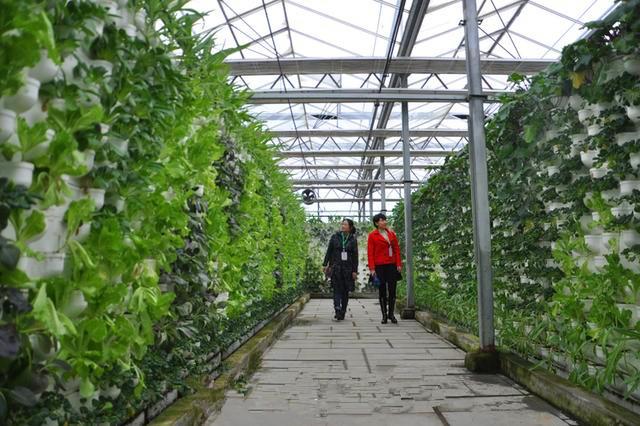 现在在农村种什么最赚钱：干好这4个项目年收入高达50万,农村