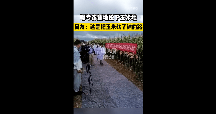 贵阳玉米田间交流活动引热议：专家脚踩地毯下玉米地