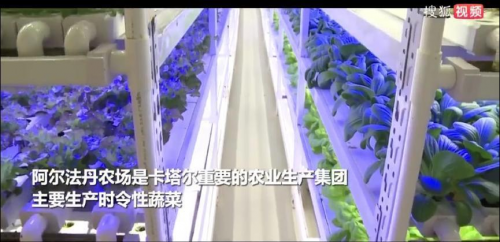 农业高科技助力卡塔尔世界杯，中国植物工厂成功“出圈”